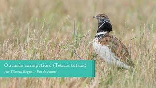 Outarde canepetière Tetrax tetrax  Little Bustard [upl. by Anneliese]