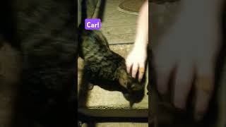 Head scratches cuteanimals kittycat cat [upl. by Ardnahc621]