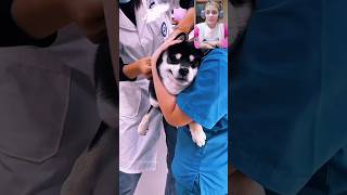 Cutest cats amp dogs cry to avoid injections 😱 dogvideos catshorts funnyanimalvideos funnyshorts [upl. by Arded]