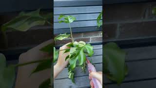 Propagating Variegated Rhaphidophora Tetrasperma indoorplants propagation rareplants [upl. by Aciretal]