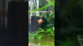 Caracoles Planorbis en tu acuario 🐌 acuarioplantado caracoles pecera [upl. by Ahras271]