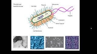 BTEC Applied Science Unit 1 Biology Prokaryotes [upl. by Bergmans]