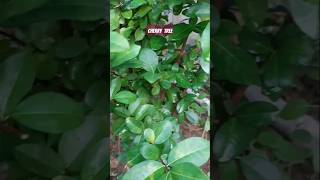 Cherry Tree plant carefruitsgardening channelshorts videofarming [upl. by Paymar]