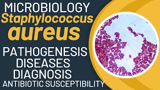 Staphylococcus aureus microbiology  Staph infection  Staphylococcus aureus pathophysiology [upl. by Nyrroc]