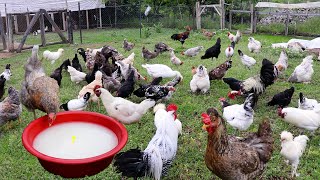 Amazing Recipe to Increase Egg Yield of Chickens  Collecting Chicken Eggs  Farm Chores Quail Coop [upl. by Celine591]