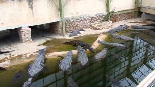 Djerba ferme aux crocodiles vers Midoun [upl. by Nirek]