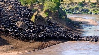 Wildebeest Migration Ngorongoro Crater Tanzania [upl. by Nauq682]