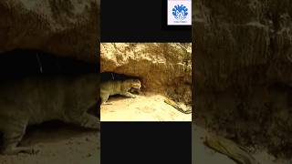 Cat saving babies from python 😱😱  💥💥 Wonderful Animal Kingdom 143 💥💥 cat animals python [upl. by Nalyt307]