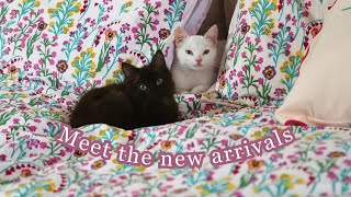 Meet the new arrivals amp Autumn Homesense haul 🐈‍⬛ [upl. by Lama984]