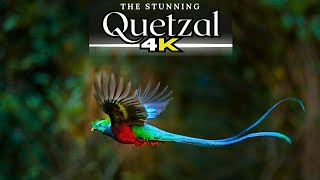 The Breathtaking Quetzal Bird Up Close [upl. by Adeline]