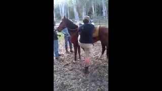 Guy gets kicked in the head by a horse BAD [upl. by Chanda]