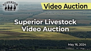 Superior Livestock Auction  Video Auction [upl. by Iams]