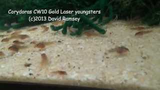 Corydoras CW10 Gold Laser Fry [upl. by Nayb]