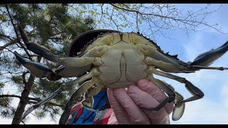 Crabbing New Jersey  May 2024 [upl. by Idieh]