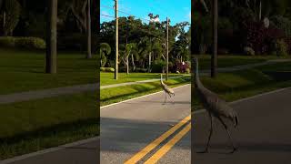 a walk before bed 😂🔥 Florida 🇺🇸usa florida sarasota walking travelvlog [upl. by Salhcin]