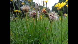 Autumn Hawkbit  A visual delight of this bright and charming wildflower [upl. by Irrol]