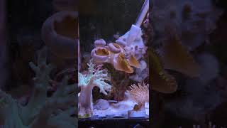 Feeding Palythoa Coral feat Zombie SnailColin the Shrimp coral love reefkeeping life aquarium [upl. by Phillis]