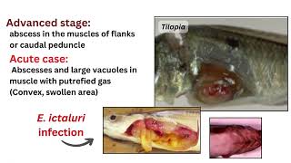 Edwardsiellosis in Fish Aquatic Disease [upl. by Drewett]