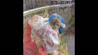 Blue Cap Tourmaline with Smoky Quartz Cleavelandite Albite and Lepidolite [upl. by Adiari]