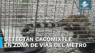 Encuentran a un cacomixtle en la L1 del Metro de la CDMX [upl. by Vtarj]