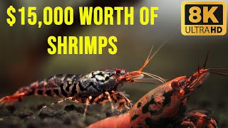 15000 Shrimp Tank A Look Inside the Most Expensive Shrimp Aquarium [upl. by Charmain]