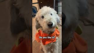 Mr Darcy’s pumpkin costume aww halloween dog puppy cutedog youtube fpy viralvideo [upl. by Samale]