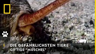 DIE GEFÄHRLICHSTEN TIERE DER WELT  Giftige quotMuschelquot  National Geographic [upl. by Eltsirc]