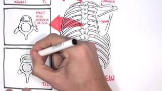 Anatomy Thorax Overview  Ribs Sternal angle Pleura and Pneumothorax [upl. by Ayomat]