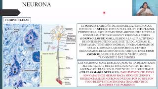 HISTOLOGÍA TEJIDO NERVIOSO [upl. by Edorej]