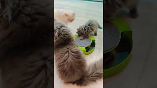 Trixie playing with her toy music pop song cat cutecat jojoo catlove [upl. by Salangi754]