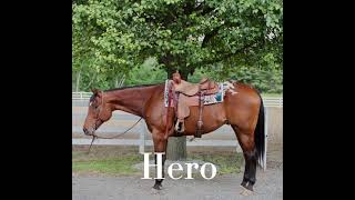 Hero presented by Diamanté Equestrian [upl. by Alyam]