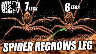 My Spider Grows from 7 legs to 8 legs  NEW LEG REGENERATION [upl. by Survance525]