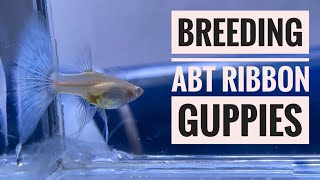 Breeding ABT Ribbon Guppies Part 1 Albino Blue Topaz Guppy How to Breed Ribbon Guppies [upl. by Ennirroc307]