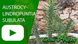 Austrocylindropuntia subulata  grow amp care [upl. by Ozner407]