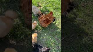 La pequeña granja ♥️amorporlasplantas ymás lapequeñagranjaponedoras gallinas [upl. by Kellsie]