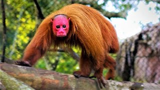 Strange Monkeys You Wont Believe Actually Exist [upl. by Laaspere]