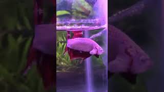 Essential Betta Fish Care  shorts [upl. by Imat]