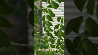 Organic Moringa Powder shorts moringa trees tncsboondockshomestead boondockshomestead [upl. by Saied]