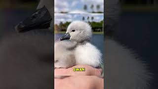 🦢 A Swans Journey From Abandonment to Gratitude ❤️ animalwonders animal animals wildlife [upl. by Scevour898]