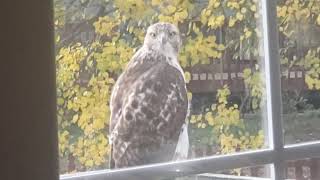 Red Tailed Hawk visits me  Nov 2024 [upl. by Compte649]