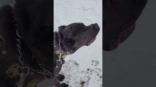 CANE CORSOS amp BANDOG MASTIFFS amp DOGO ARGENTINO amp GERMAN SHEPHERDS amp DOBERMAN PINSCHER TRAINING 😱😱😱 [upl. by Leohcin821]