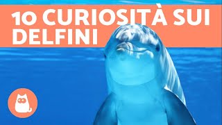 10 curiosità sui delfini [upl. by Artinak]