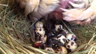 Quail hatching under broody hen [upl. by Naples]