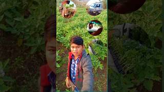 To finally ham bhi le hi lete hain baingan ka vivaran BISHN MINI VOLG 10minivlog vlog shortfeed [upl. by Dott352]