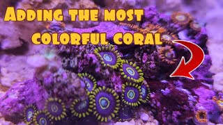 Simple Reef Build EP 6  Adding Zoas To The Reef  Red Sea Max Nano Peninsula [upl. by Nysila]