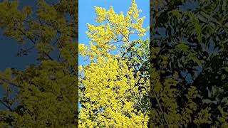 Fall Blossoms with Bees Koelreuteria elegans subsp formosana plantstreeyellowflowersbees [upl. by Ehsom]