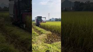 yanmar paddy harvester 😱😱 shorts yanmar harvester [upl. by Asiek790]