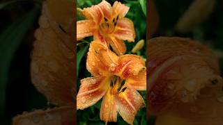 Orange Daylily A Bright Addition to Your Garden 🌼 Daylily GardenBeauty PlantLovers [upl. by Graig]