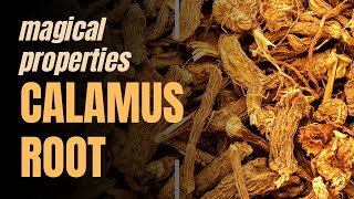 Magical Properties of Calamus Root [upl. by Donaldson]