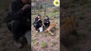 Fütterungszeit im Wildpark 🐐🐗🦊  Tigerenten Club shorts [upl. by Lavro432]